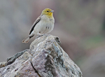 Cinereous Bunting