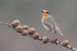 Robin perched on branch, Otterbourne, Hampshire