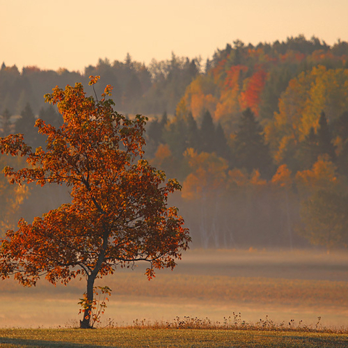 Maples in the Mist