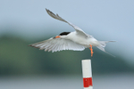 Forster's Tern takes off, Minnesota