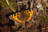 Small Tortoiseshell