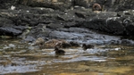 Fife_Eider and Young 0014