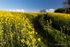 Rapeseed field at Ballinderry