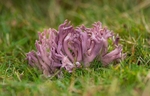 Violet Coral