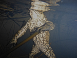 Common toad (bufo, buff) _234