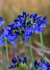 Floral2-6