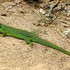 Green Lizard (Lacerta bilineata) M