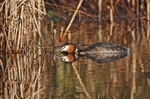 February 2008 - Great Crested Grebe