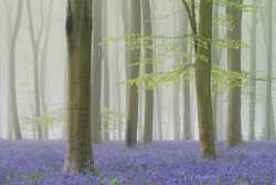 Bluebell mist II