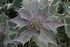 Sea Holly