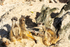 Meerkats - DSC_0780