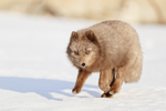 Dark Arctic Fox running, Svalbard, Norway