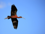 Glossy Ibis in flight, Wakodahatchee Wetlands, Florida