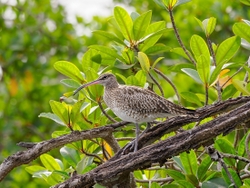 Whimbrel