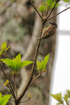 Olivaceous Piculet portfolio