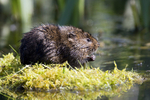 Water Vole