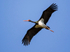 Black Stork