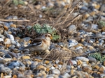 Snow Bunting