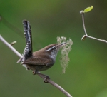 Bewicks Wren with nesting material