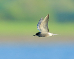 Black Tern in flight, Farmoor Reservoir