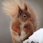 Red Squirrel
