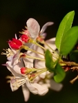 Close Up Of Crab Apple  Blossom In My Garden