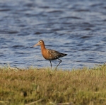 Black Tailed Godwit
