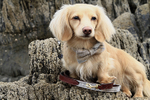 Bowtie, lead, collar.