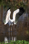 Wood Stork lands with wings raised, Wakodahatchee Wetlands, Florida