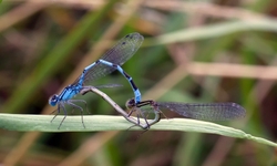 Damselflies Mating