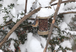 Wild Birds portfolio