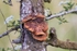 Dryads Saddle