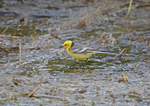 Citrine Wagtail