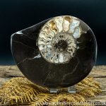 Cut & Polished Whitby Ammonite 057