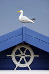 GULL COTTAGE