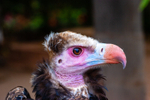 cinereous vulture Aegypius monachus-411