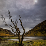 Lough Doo Tree