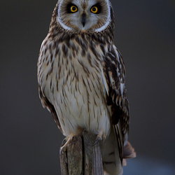 Short Eared Owl perched on a post