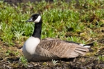 20100501-WE 039 Canada Goose_edited-1