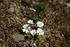 Arctic Mouse-Ear Chickweed 2700