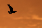 Osprey carrying fish at dawn, Fort De Soto Park, Florida