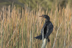 Reed Cormorant