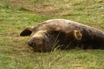 Grey Seal Bull