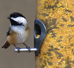 Black-capped Chickadee
