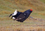 Black Grouse - Tetrao tetrix