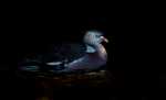 Wood Pigeon