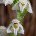 Creeping Ladies Tresses (Goodyera repens) 