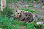 Brown Bear