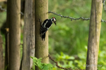 The Busy Parent - Great Spotted Woodpecker 2 of 6