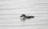 Great Northern Diver